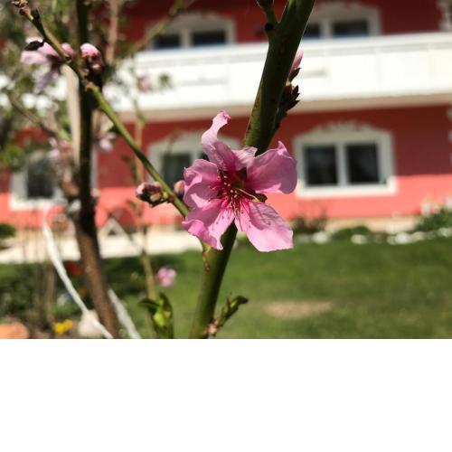 Pension Hadanig