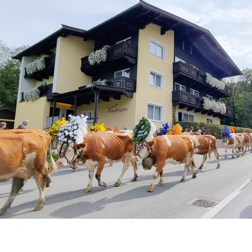 Pension Kaufmann - rooms & communal kitchen