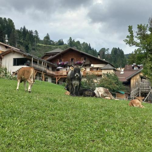 Pischlhof Apt Lärche