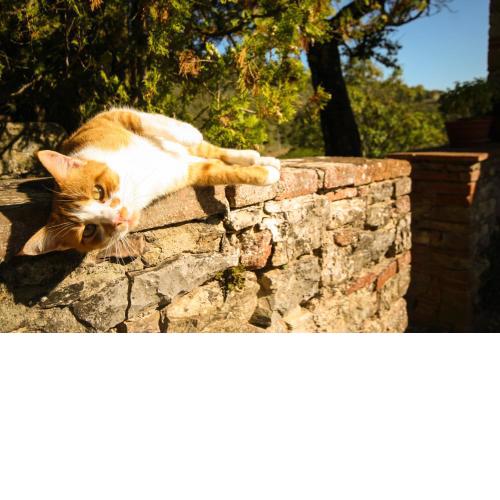 Podere Il Trebbio