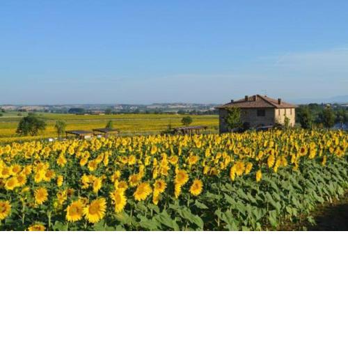 Podere Molinaccio