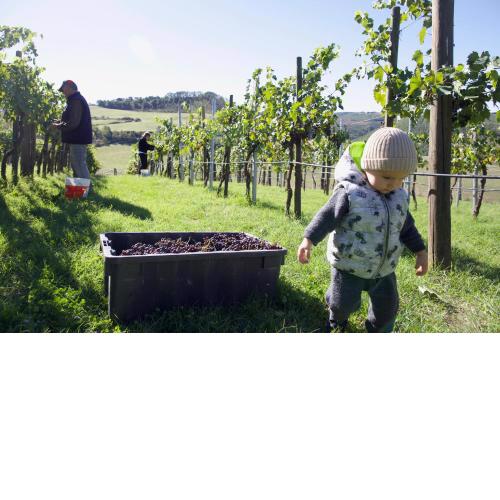 podere tina