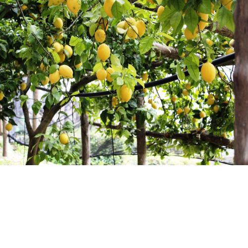 Poggio Angelarosa: Lemon Garden Stay&Relax