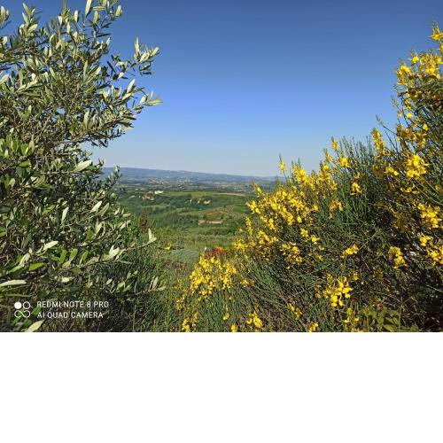 Poggio dei Carli