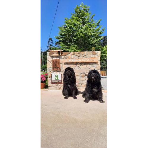 Posada El Molino de Cantabria Pet Friendly