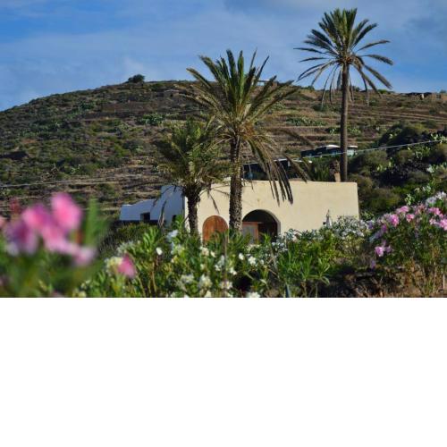 RADYSHAMS DAMMUSI LE PALME & BAIT
