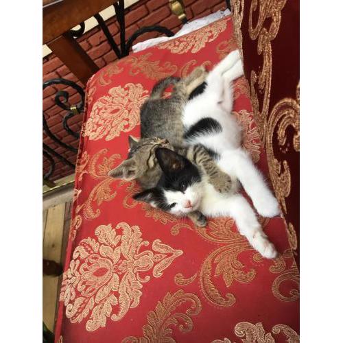 RAMO’S Aparatments & Suites
