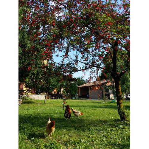 R&B Albero Cavo Parma