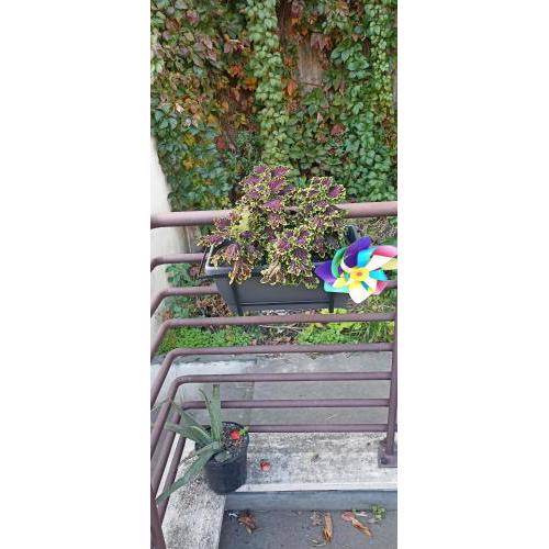rent room Trastevere