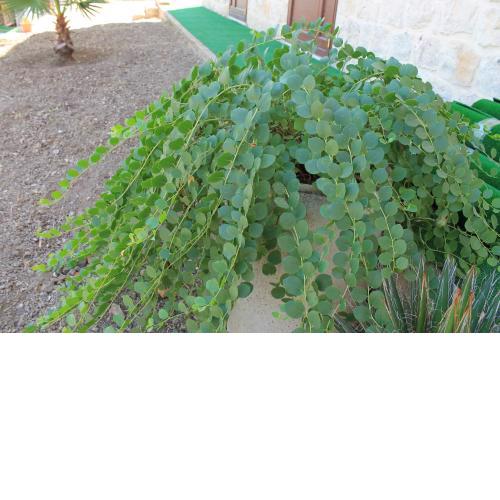 Room in Guest room - Agriturismo Le Due Palme - The Paradise Of Adamo