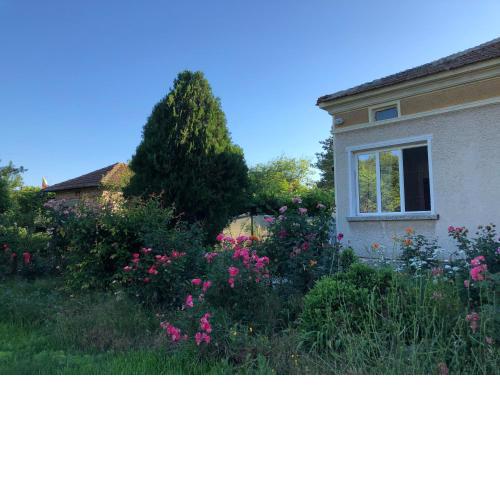 Rose garden