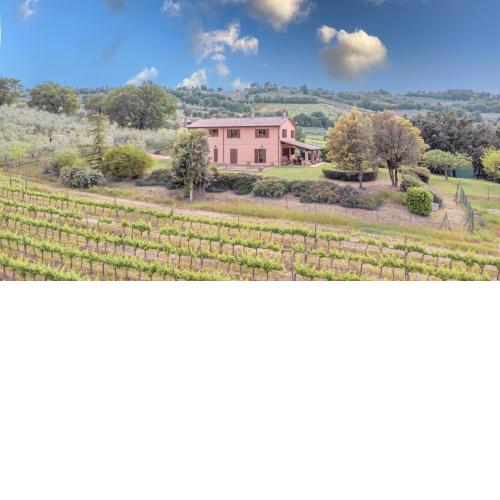 Scappo in Umbria,Vigne di Mevania
