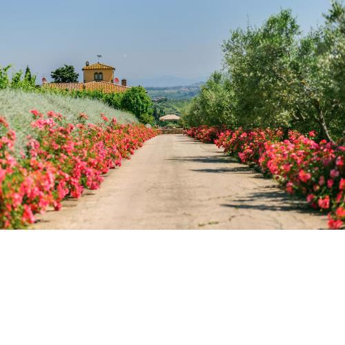Sole del Chianti