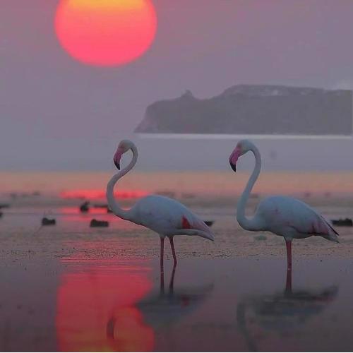 SUITE SARDINIA HOLIDAY