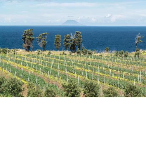 Tenuta Rasocolmo