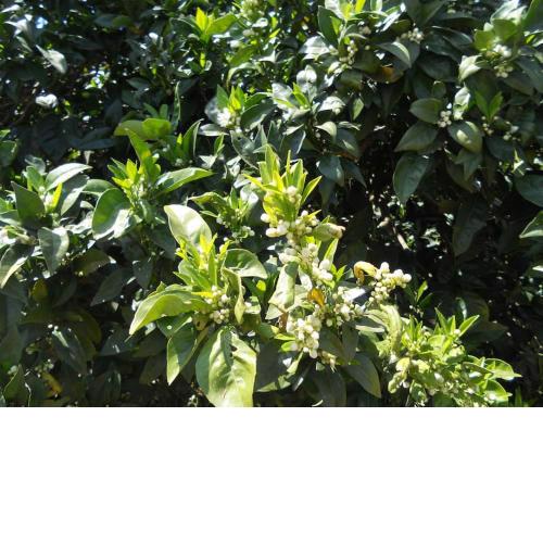 Tenuta Romano