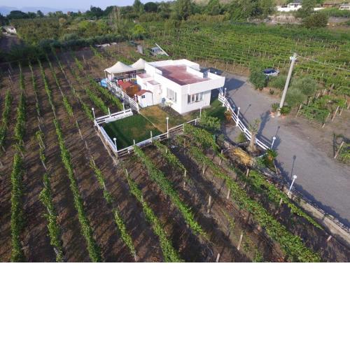 Tenuta sul Vesuvio " Il Vigneto "