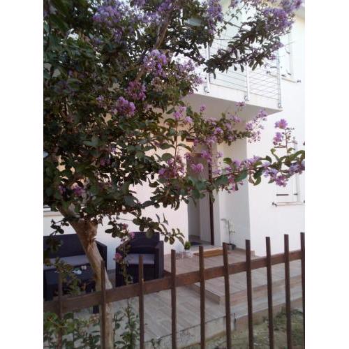 The judas trees