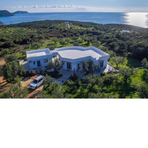 The Olive Grove 2