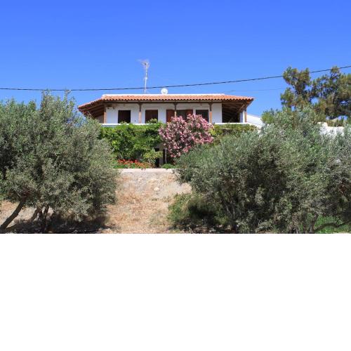 Traditional Olive House