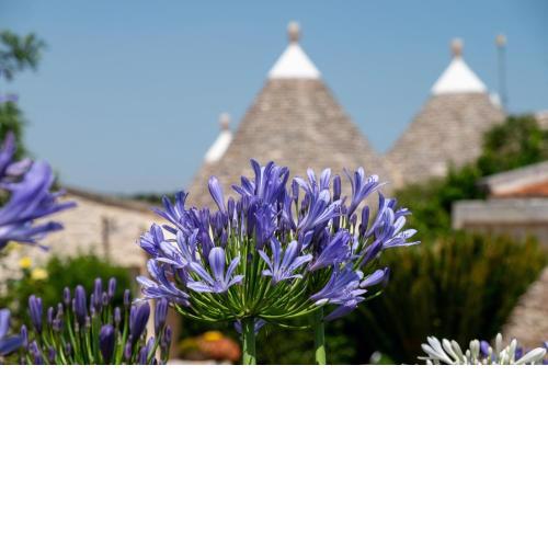 Trulli Oasi Fiorita - Exclusive Apulian Holidays