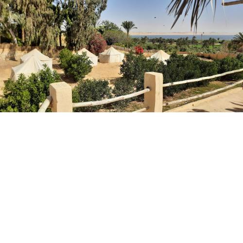 Tunis Camp Fayoum