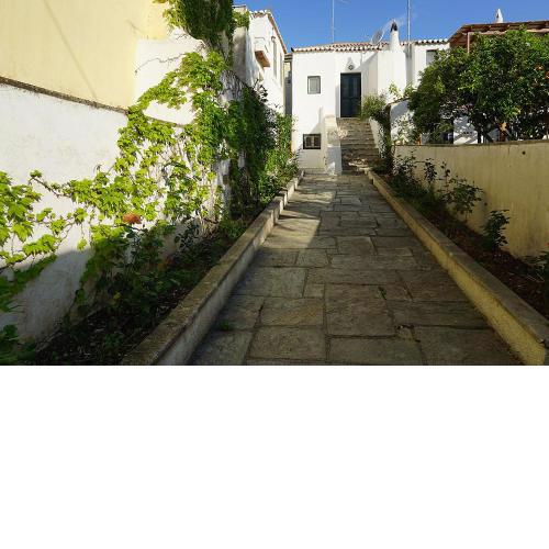 Two Olive Trees