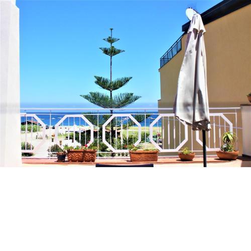 Una Araucaria sul mare