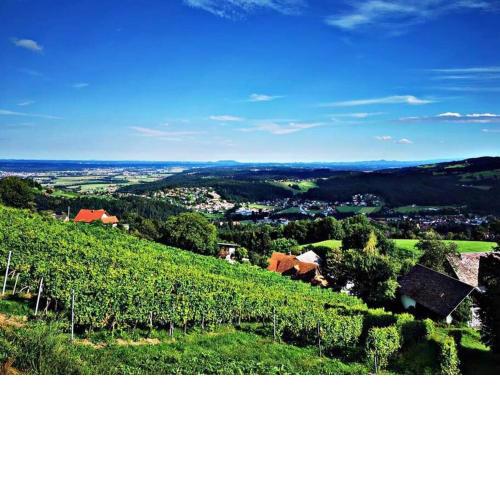 Urlaub in den Weinbergen
