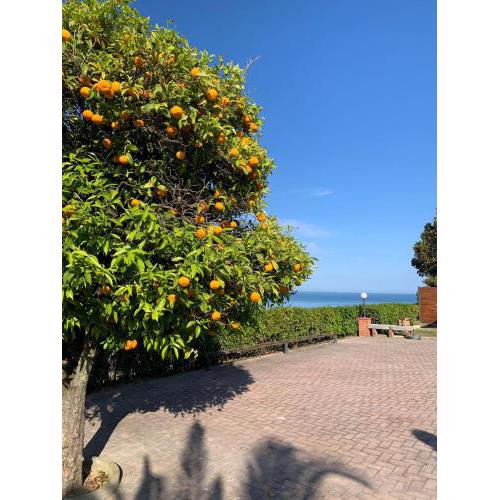Vigna Sul Mare