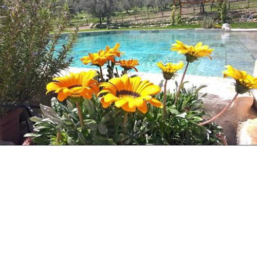 Villa Casaglia 3-apartment With Shared Pool