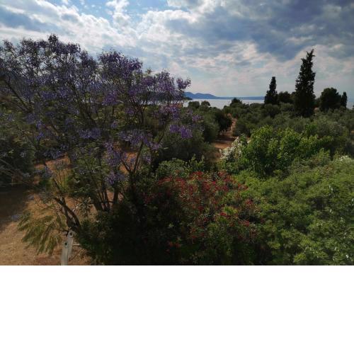Villa Ioanna Drossia