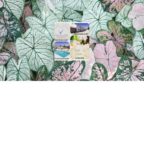 VILLA MELUSINE Bed & Breakfast