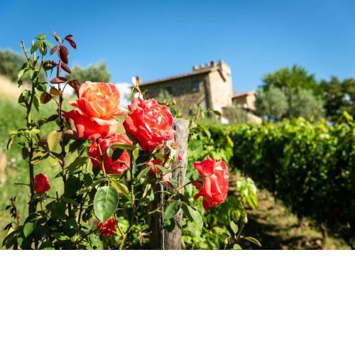 Villa Montemaggio by MC Luxury Rentals