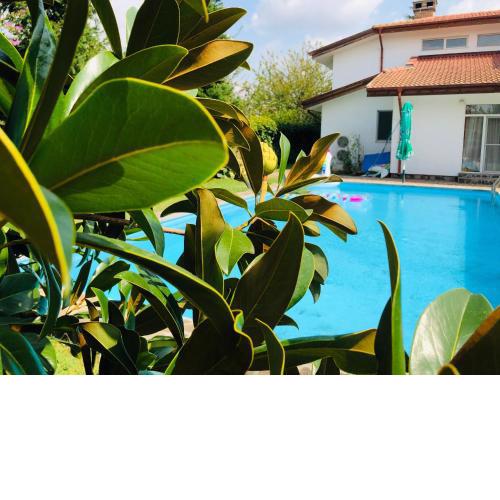Villa Nymphea Water Lily