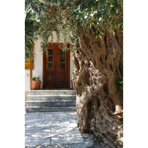 Villa old olive tree