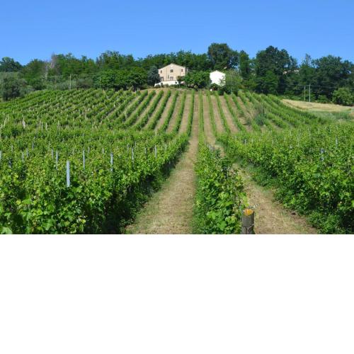 Villa Verdicchio - B&B for winelovers