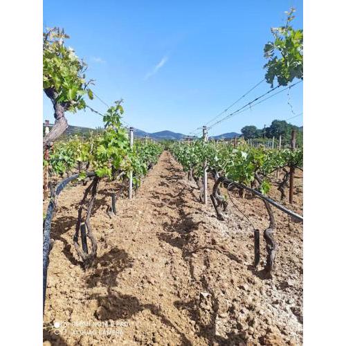 Vineyard of Valta